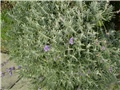 lavanda